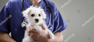 Vet Holding Puppy